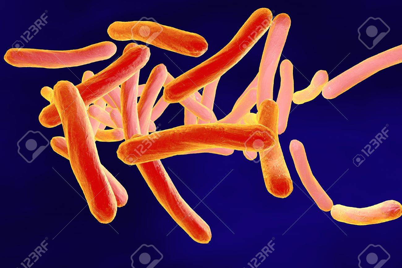 1300x866 Three Dimensional Drawing Of Mycobacterium Tuberculosis