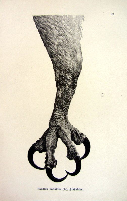 505x800 1903 Antique Sharp Claw Of Osprey Print By Lyranebulaprints