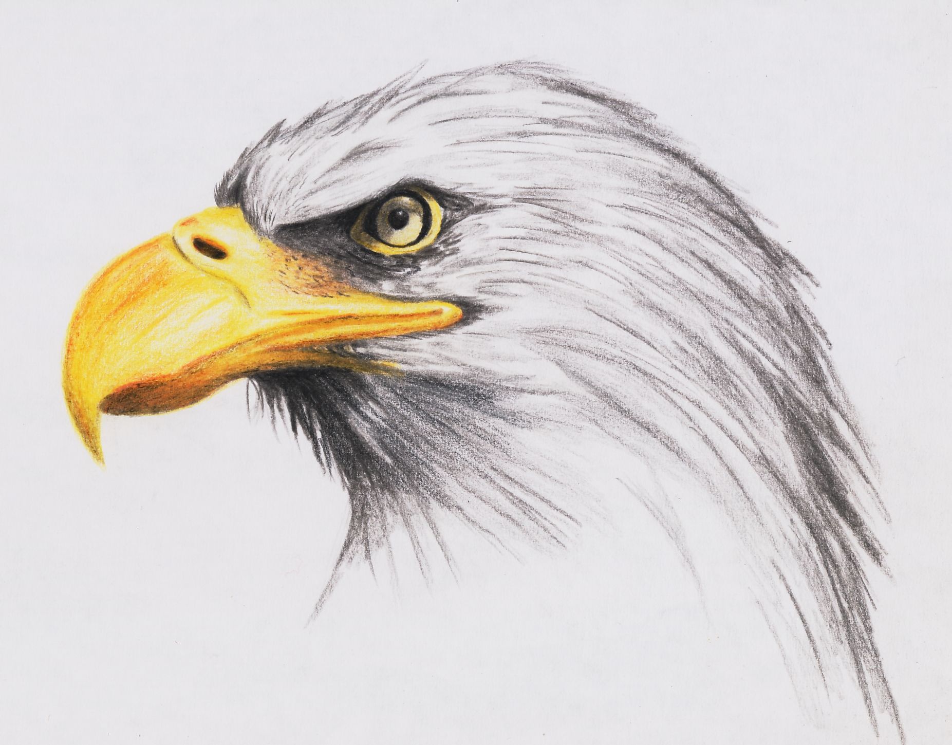 Eagle Drawing at GetDrawings | Free download