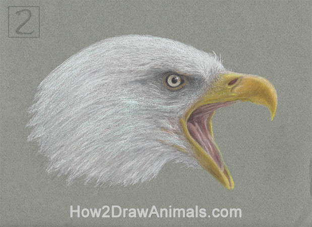 619x450 Special Bald Eagle Drawing