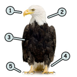 250x250 Drawing A Cartoon Eagle