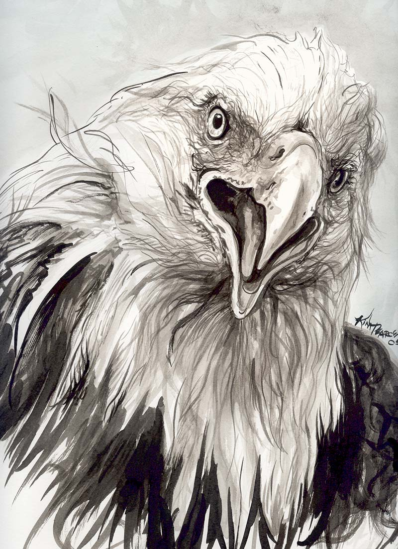 800x1103 Bald Eagle Head Drawing Eagle Head Ink Kim Pearce Paintings