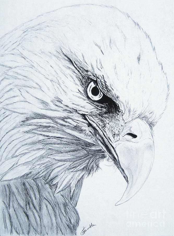 667x900 Bald Eagle Drawing By Nancy Rucker