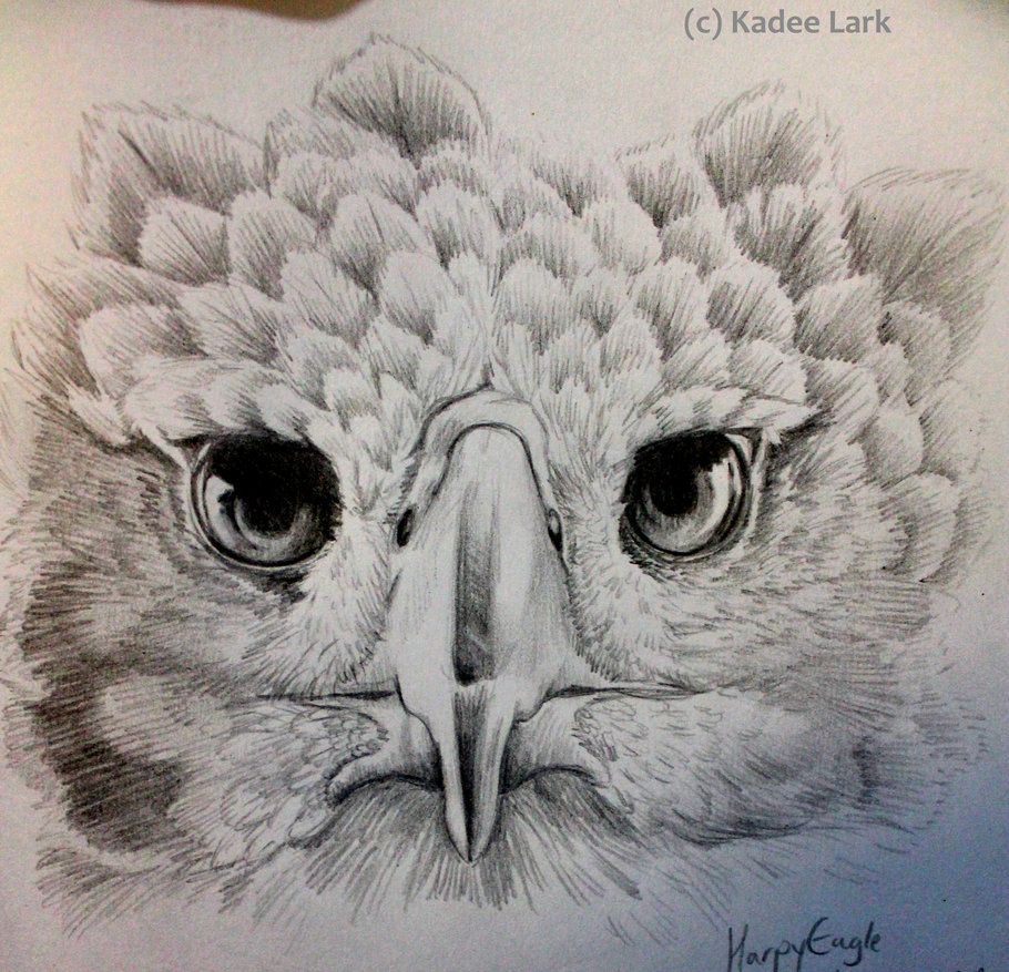 910x877 Eagle Drawing Birds Eagle Drawing, Harpy Eagle