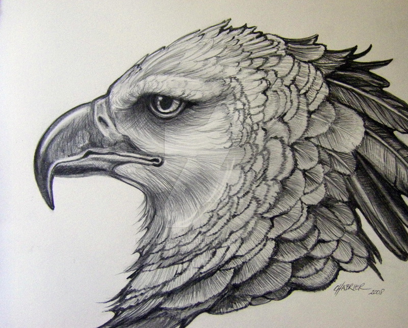 800x644 Harpy Eagle Pencil Rendering1 By Houseofchabrier