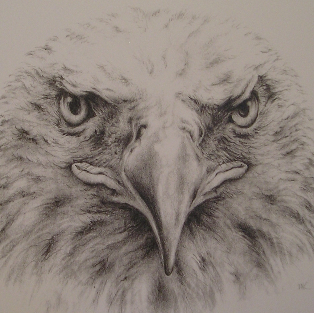 1024x1020 Realistic Eagle Drawing Popular Items For Eagle Drawing On Etsy