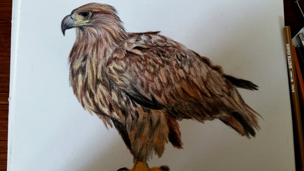 1024x576 Sea Eagle Pencil Drawing By Gintajau