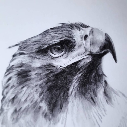 500x500 Eagle Pencil Drawing Tumblr