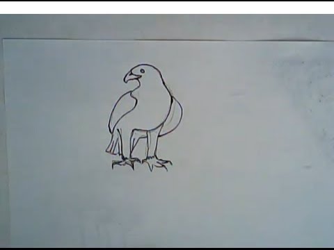 480x360 How To Draw A Golden Eagle (Simple Drawing)