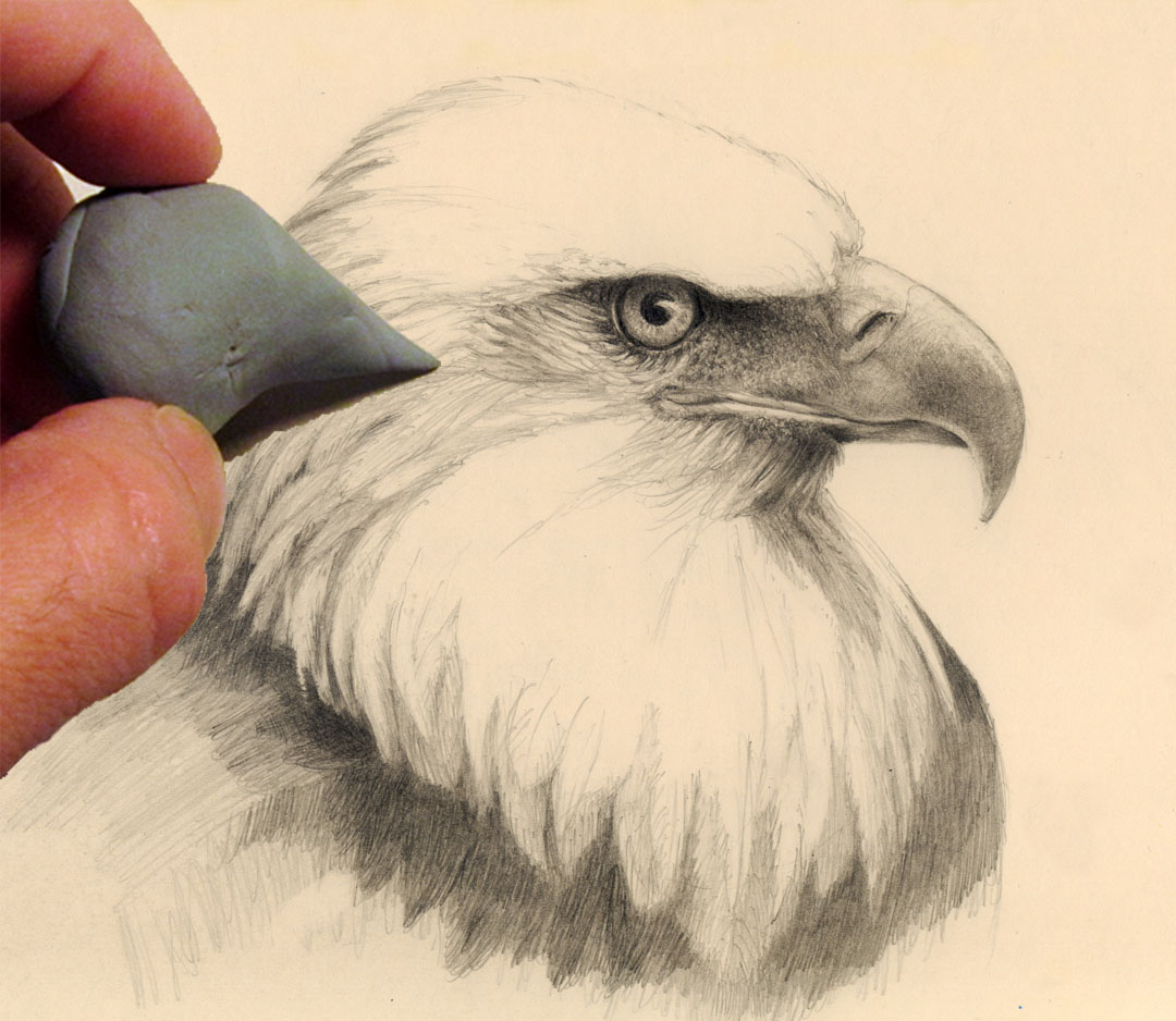 How To Draw An Eagle Easy How To Draw Easy - vrogue.co