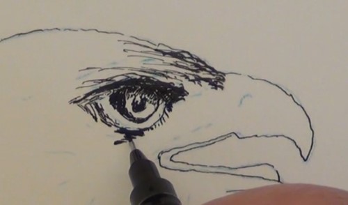 500x294 How To Draw A Golden Eagle In Pen And Ink Online Art Lessons