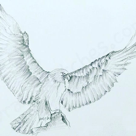 450x450 How To Draw A Eagle
