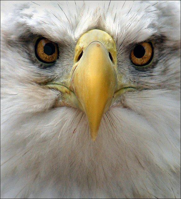 582x640 We Need Your Eagle Eyes We Are Trying To Update Our Austin Club