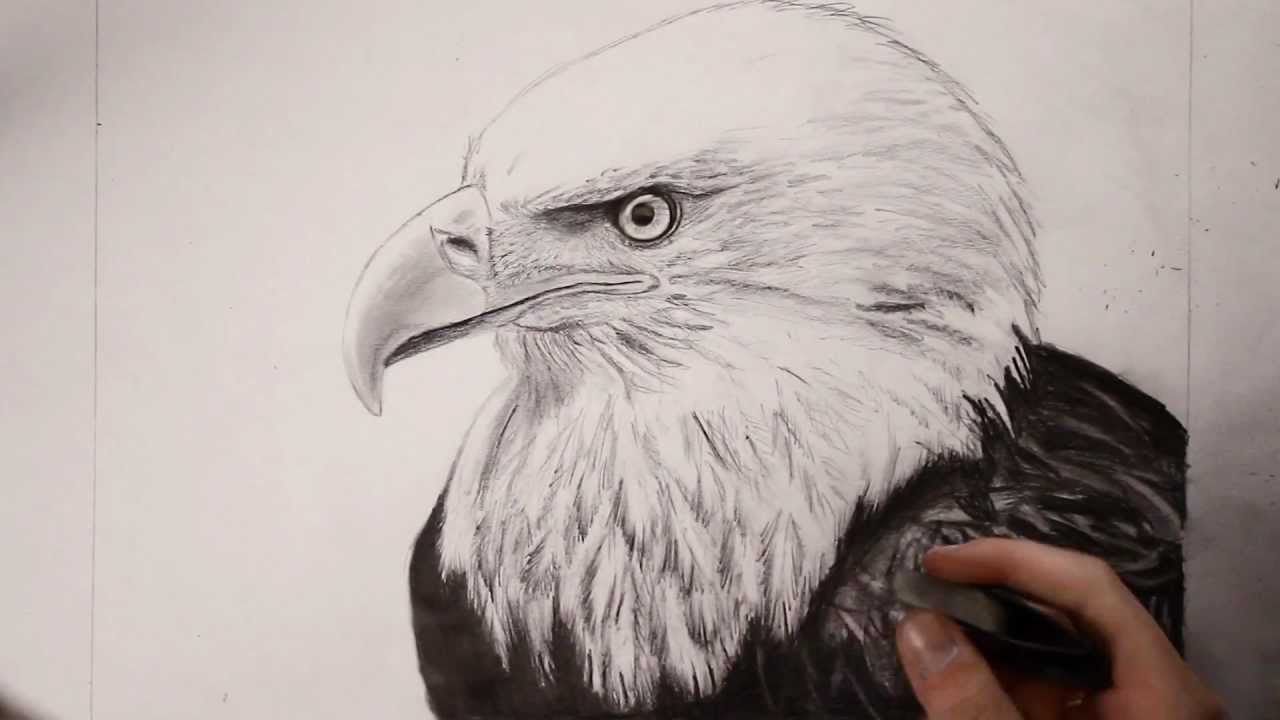 1280x720 Bald Eagle Speed Drawing