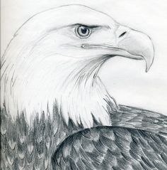 236x239 Eagle Drawings