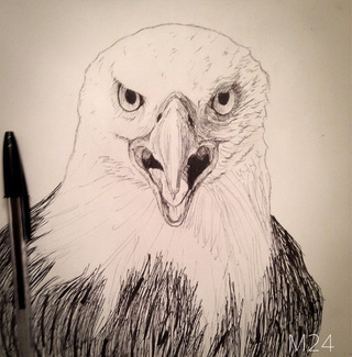 320x325 Eagle Drawings On Paigeeworld. Pictures Of Eagle