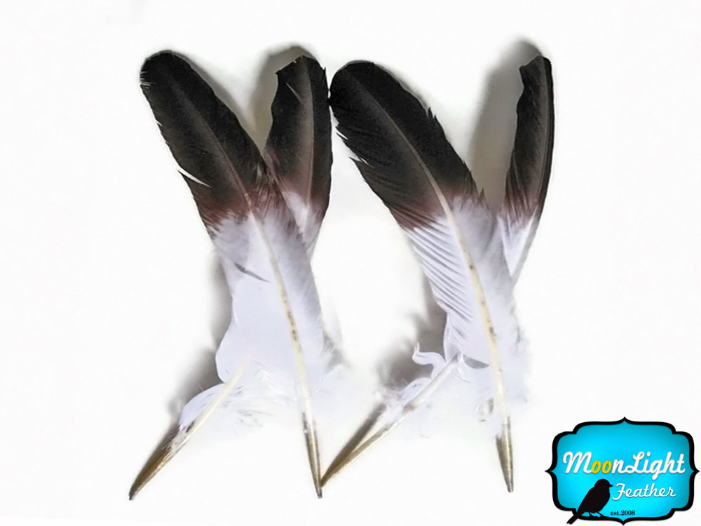 1000x750 Eagle Feathers 6 Pieces White Tom Turkey Rounds
