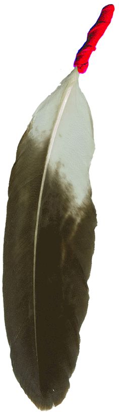 236x820 Whitetailed Sea Eagle Feather To Scale Original By Efmart On Etsy