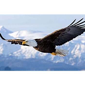 350x350 Soaring Bald Eagle Animal Bird Nature Wall Decor Art