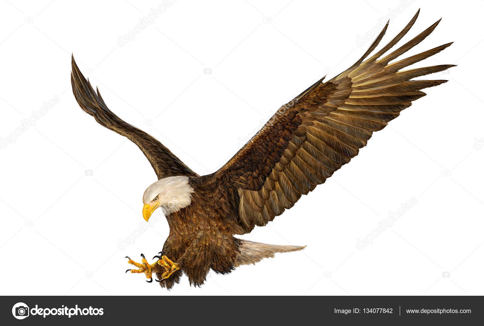 1600x1077 Bald Eagle Flying Hand Draw And Paint On White. Stock Photo