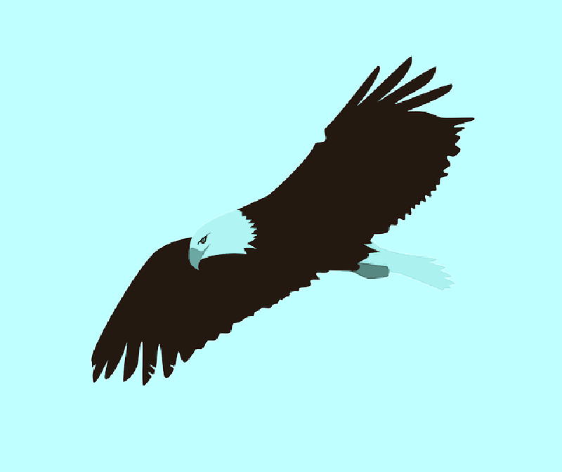 800x672 Drawing, Cartoon, Eagle, Bird, Fly, Flying, Free, Bald