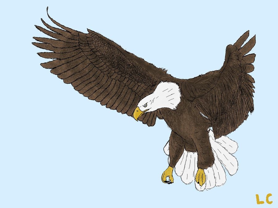 900x674 Flying Bald Eagle Drawings