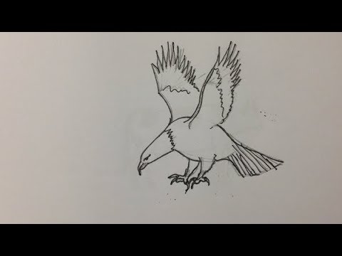 480x360 How To Draw An Eagle Step By Step