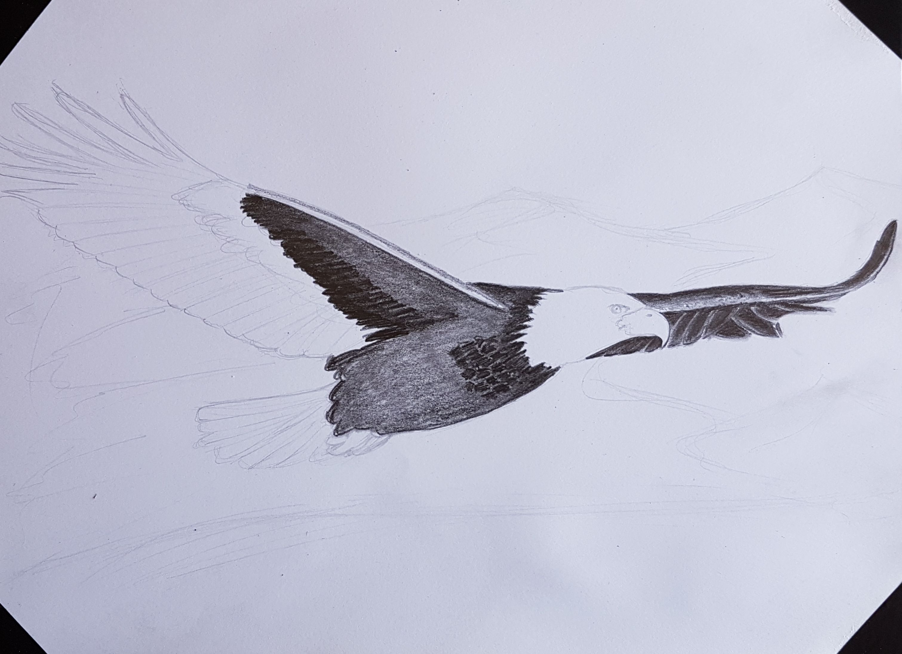 3021x2191 Just Finished This Drawing Of A Bald Eagle Flying Over