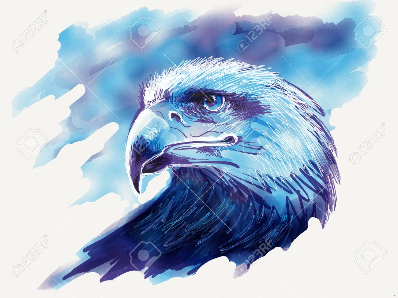 1300x975 Eagle Head Drawing Stock Photo, Picture And Royalty Free Image