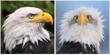 450x227 How To Draw A Bald Eagle Head