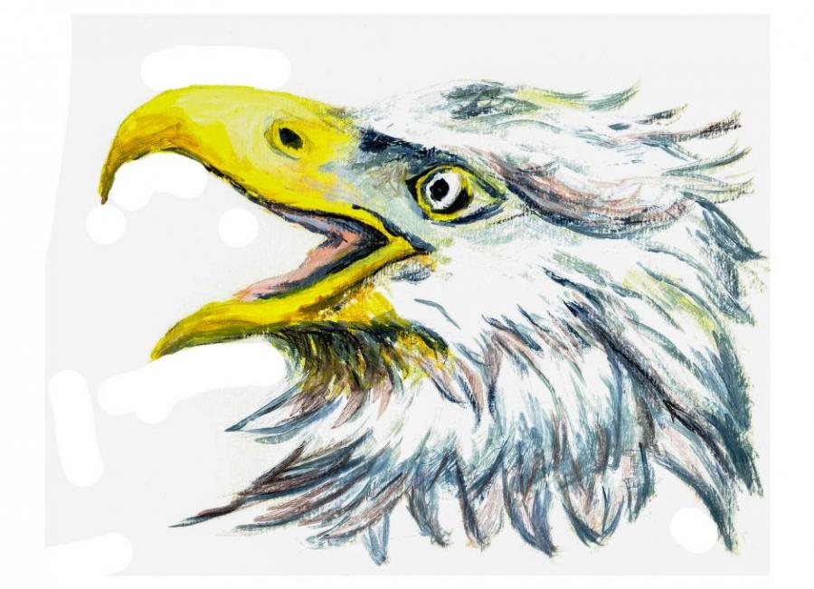 900x651 Oil Painting Bird Eagle Head. Nature. Drawings. Pictures. Drawings