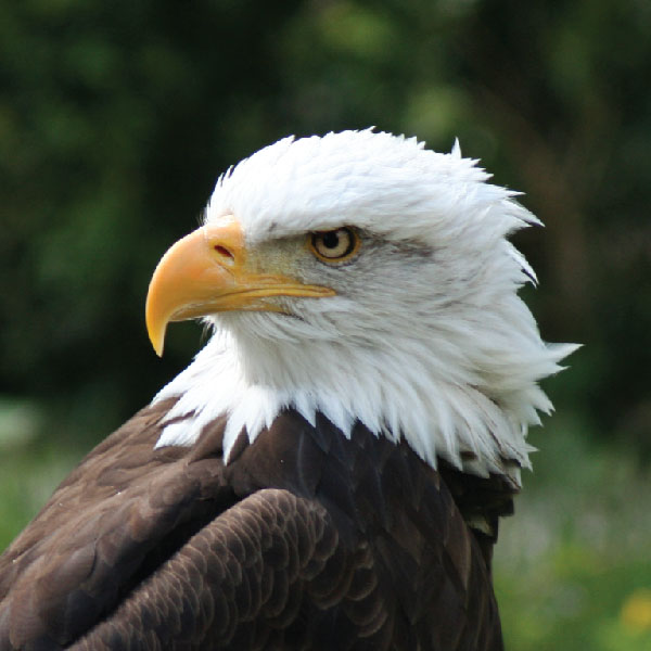 600x600 To Create An Eagle Head Sticker