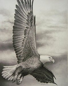 239x300 Eagle In Flight Drawings Fine Art America
