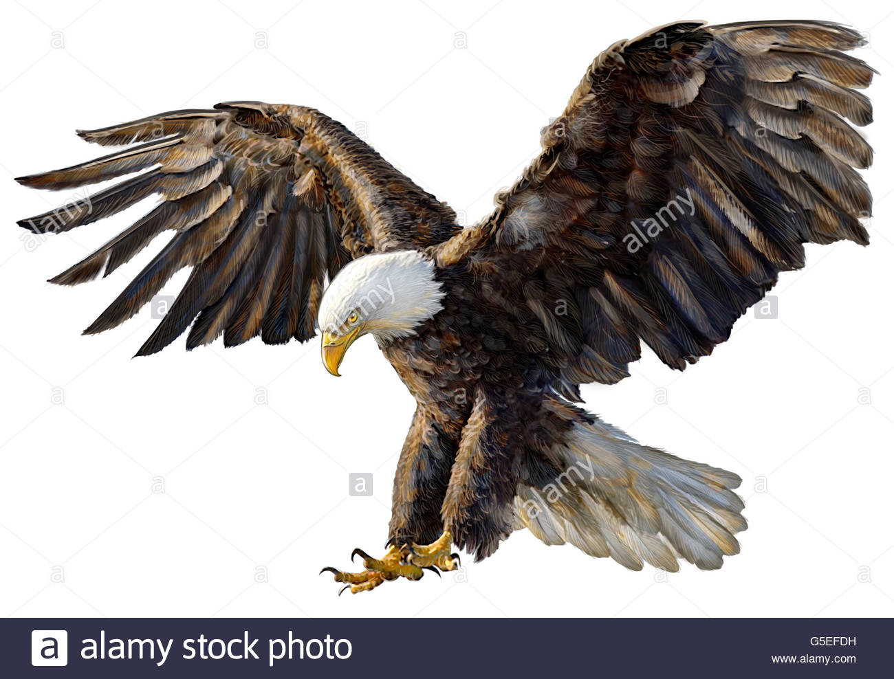 1300x988 Animal, Wildlife, Bird, Bale Eagle, American Eagle, Isolated Stock