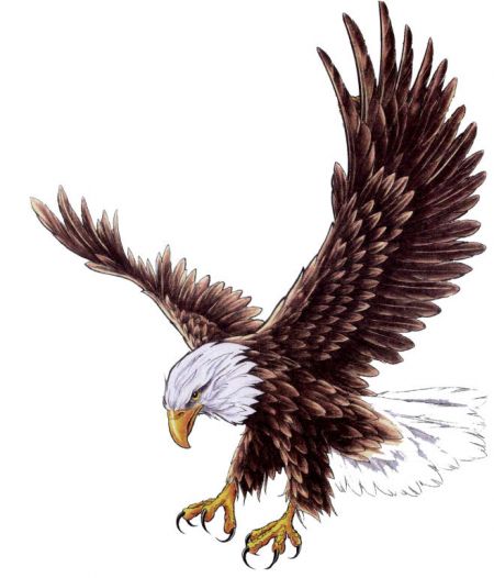 Eagle Landing Drawing at GetDrawings | Free download