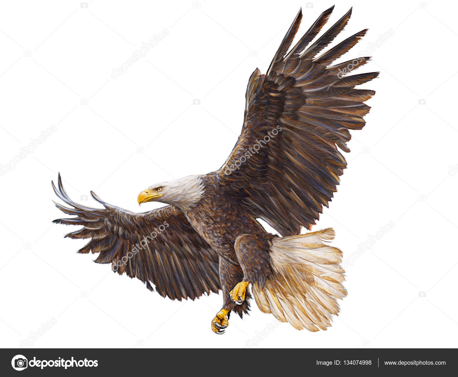 1600x1316 Bald Eagle Landing On White Hand Draw. Stock Photo Patthana