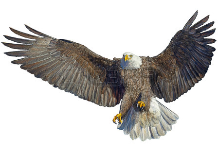 450x315 Eagle Landing Stock Photos. Royalty Free Business Images