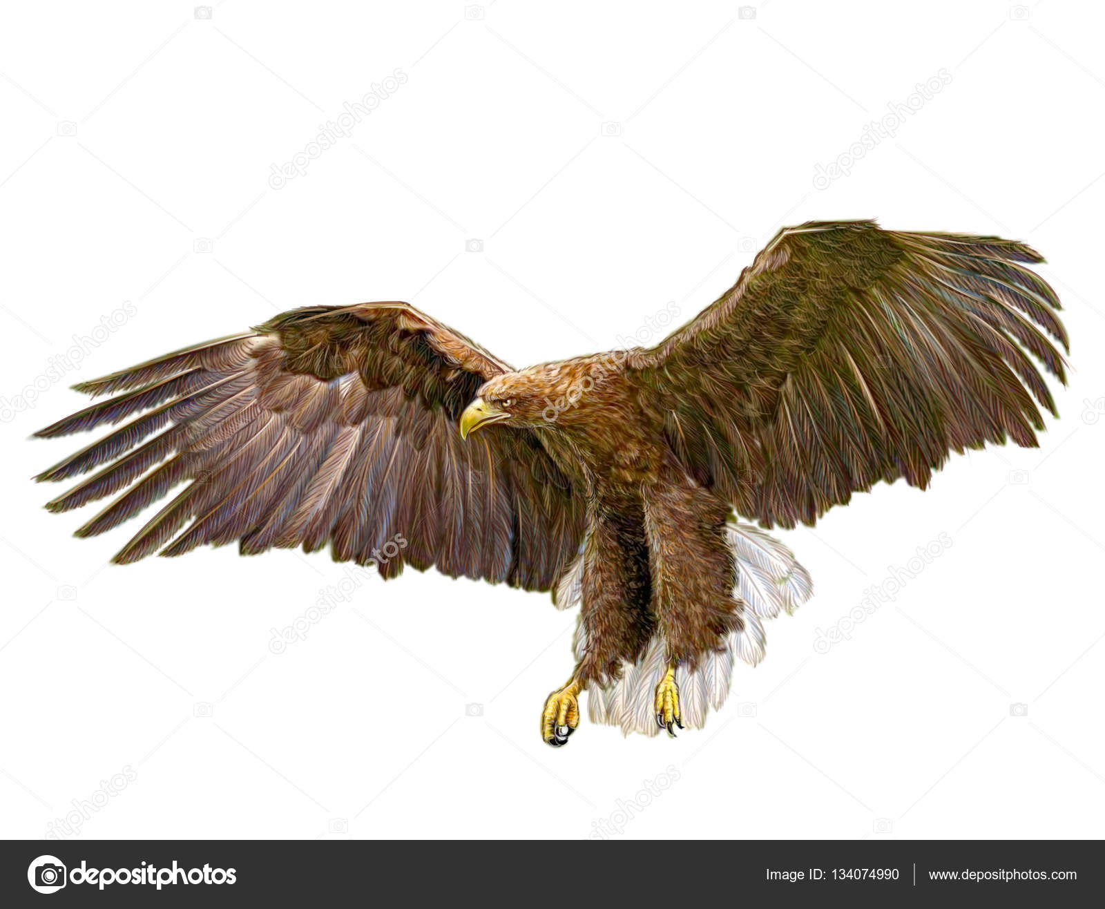 1600x1316 White Tail Eagle Landing Hand Draw On White. Stock Photo