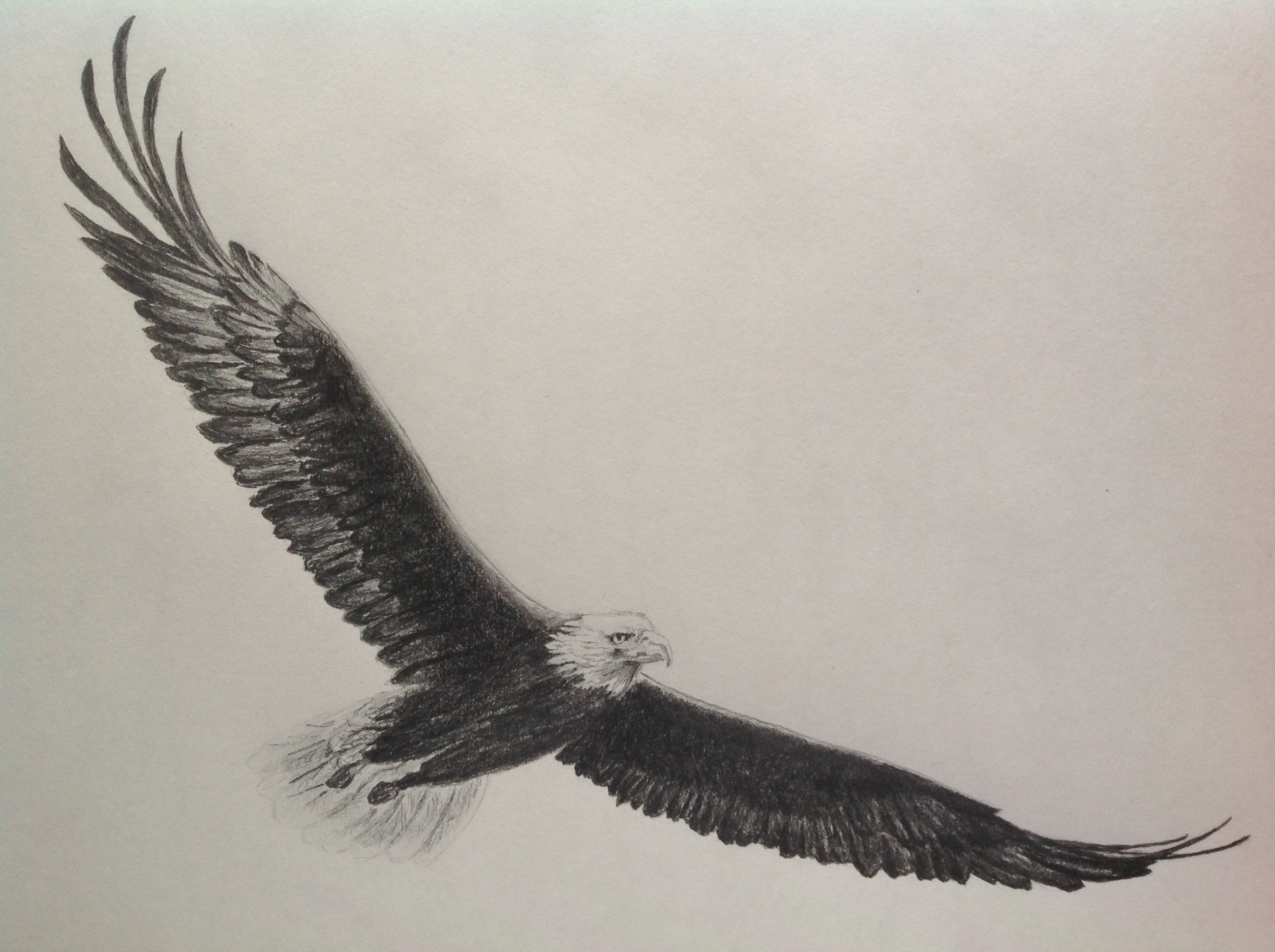 2592x1936 Eagle Pencil Sketch. Doodle Sketches, Drawing