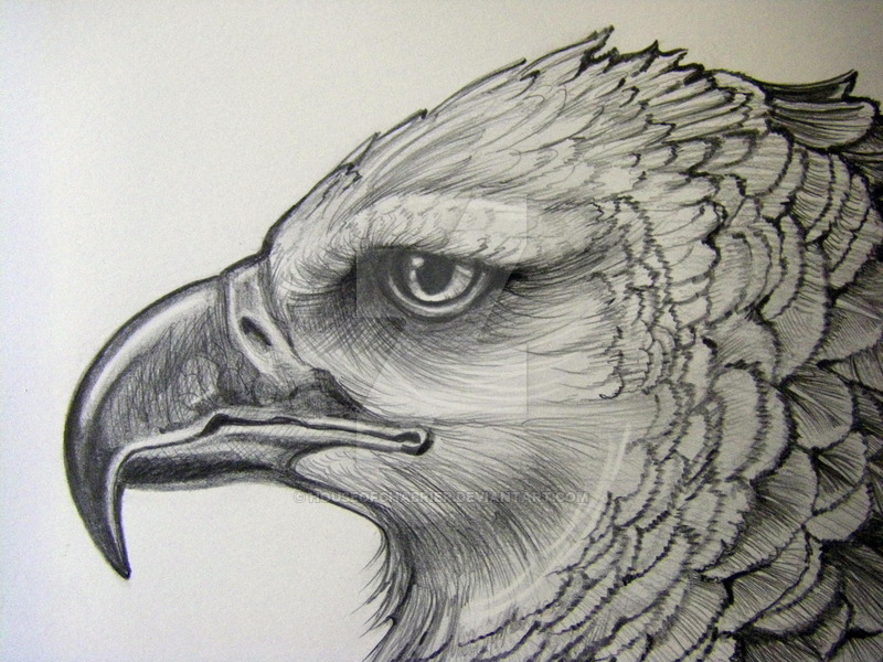 800x600 Harpy Eagle Pencil Closeup2 By Houseofchabrier