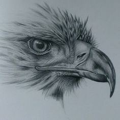 236x236 Image Result For Eagle Drawings Drawing Eagle