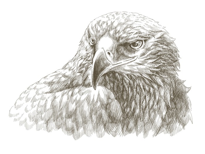 700x526 Eagle Pencil Drawing Line Art Canvas Print We Live
