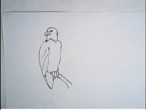 480x360 How To Draw An Eagle (Simple Drawing, Step By Step Tutorial)