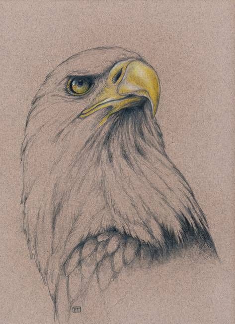 473x650 American Bald Eagle By Evey Studios Bald Eagle, Eagle And Studio
