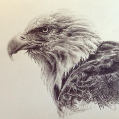 236x236 Eagle Drawings Not As Difficult As You Think To Draw Eagle