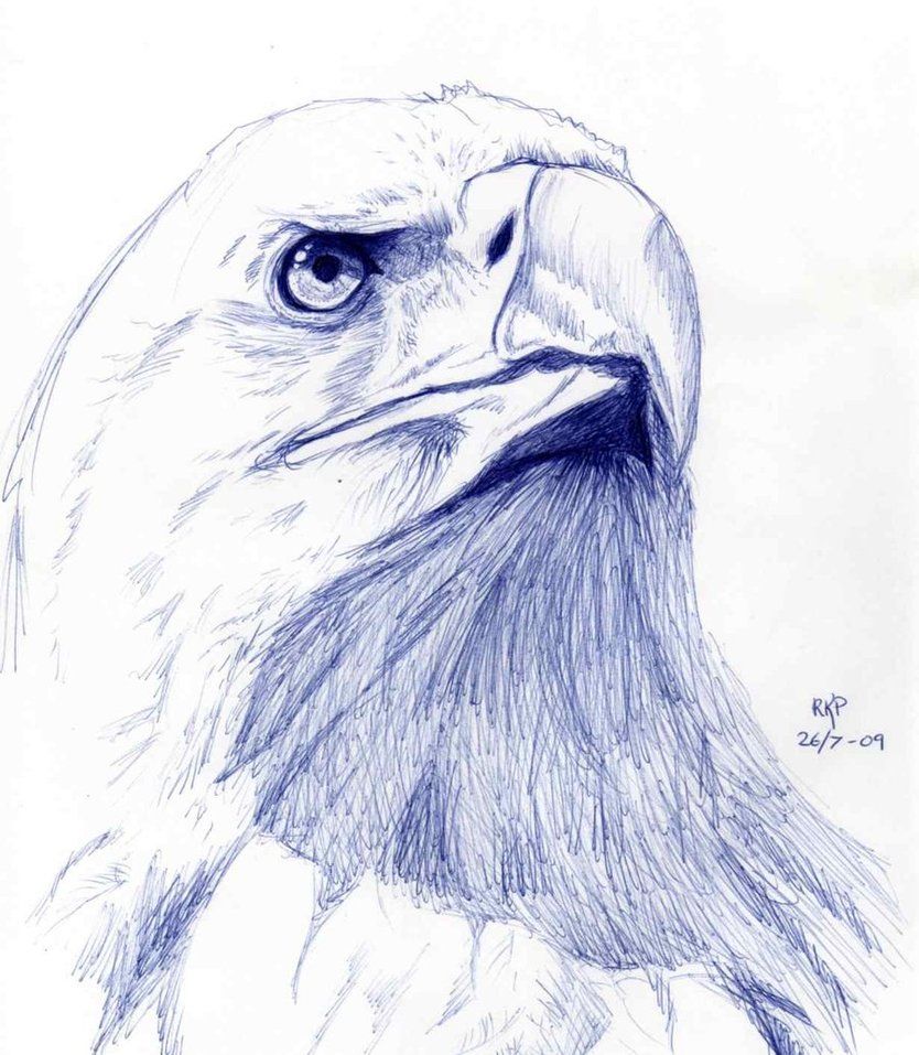 834x957 Eagle Sketch By ~mathema On Sketch Ideas