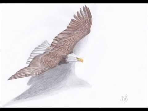 480x360 Soaring Eagle