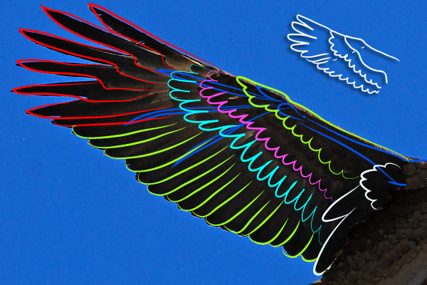 600x400 Create A Bald Eagle Illustration For Independence Day In Adobe