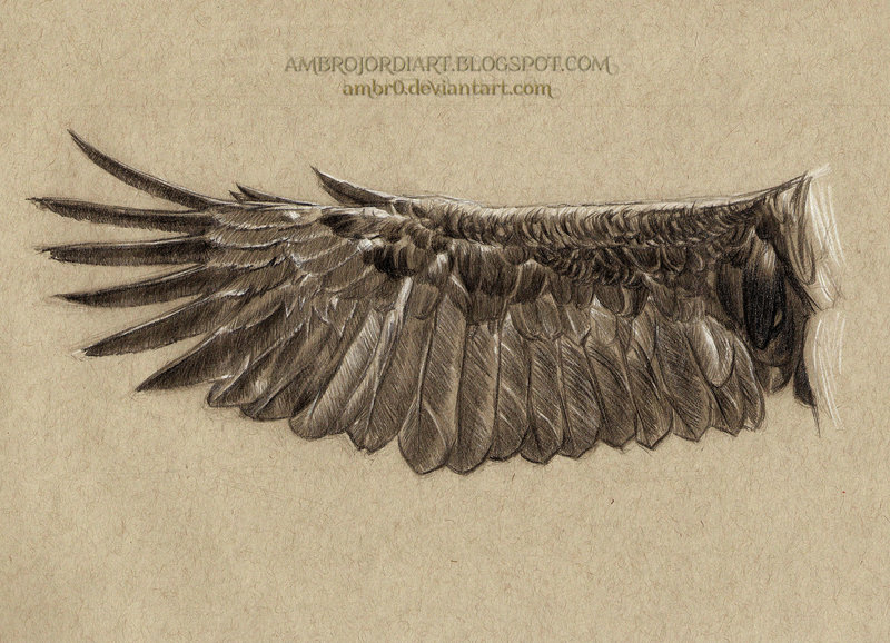 800x578 Eagle Wing Drawing By Ambr0