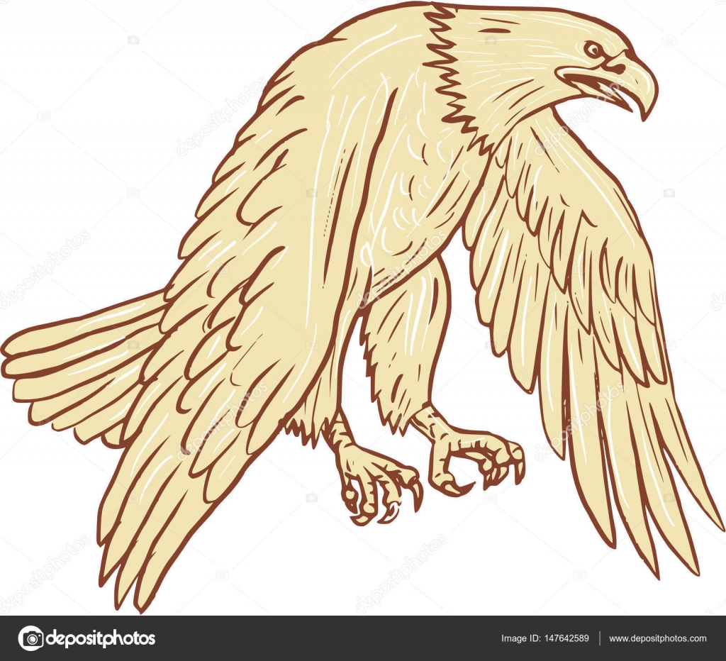 1024x932 Bald Eagle Flying Wings Down Drawing Stock Vector Patrimonio